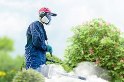 Обработка сада от паразитов - необходимые меры и их регулярность  в Санкт-Петербурге