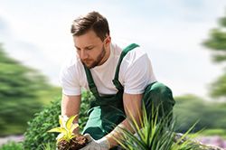 Озеленение и городское благоустройство, создание комфортной среды  в Санкт-Петербурге