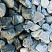 Kamenclub.ru: Щебень галтованный зеленый (змеевик) фр. 50-100 мм.  купить в Санкт-Петербурге галтовка мраморная зеленый, салатовый мрамор 12 500 руб/т   фото КАМЕНЬ КЛУБ