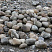 Kamenclub.ru: Речной валун (Ассорти) фр.100-300 мм.  купить в Санкт-Петербурге галечник серый, темно-серый, светло-серый речная галька крупных размеров 4200 руб/т   фото КАМЕНЬ КЛУБ