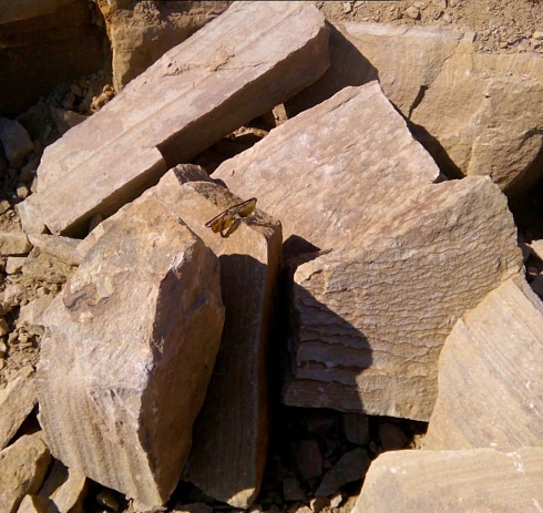 Kamenclub.ru: Песчаник пластушка желтый с рисунком (7-15 см)  купить в Санкт-Петербурге плитняк - пластушка - бут желтый песчаник 10200 руб/м3   фото КАМЕНЬ КЛУБ