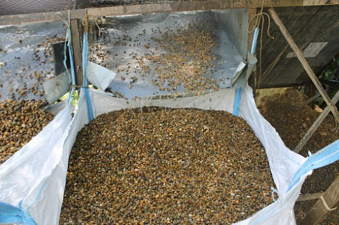 Kamenclub.ru: Галька окат (серо-желтая) фр.10-20 мм. купить  в Санкт-Петербурге галька серо-желтая, рыжая, серый речная окатанная округлая галька 5000 руб/т   фото КАМЕНЬ КЛУБ