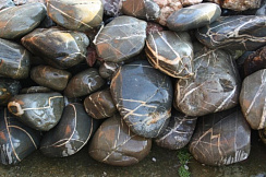 Kamenclub.ru: Валунчик Паутинник фр.100-300 мм  купить в Санкт-Петербурге крупный природный камень галечник темно-серый с прожилками белый черный речной валунчик 5000 руб/т   фото КАМЕНЬ КЛУБ