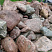 Kamenclub.ru: Конгломераты фр. 300-1000 мм.  купить в Санкт-Петербурге кварц мрамор диабаз коричневый, серый зеленоватый речной валун крупный 6500 руб/т   фото КАМЕНЬ КЛУБ