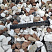 Kamenclub.ru: Мраморная крошка (щебень крошка микс : белый-черный-розовый) фр. 20-40 мм.  купить в Санкт-Петербурге мрамор белый, черный, розовый декоративная ландшафтная крошка 12000 руб/т   фото КАМЕНЬ КЛУБ