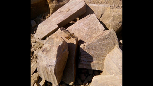 Kamenclub.ru: Песчаник пластушка желтый с рисунком (4-6 см)  купить в Санкт-Петербурге плитняк пластушка желтый с рисунком песчаник 9 000 руб/м3   фото КАМЕНЬ КЛУБ