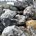 Kamenclub.ru: Черный гранит - кварцит фр. 500-1000 мм.  купить в Санкт-Петербурге гранит кварцит черный серый белый скальный колотый валун 9750 руб/т   фото КАМЕНЬ КЛУБ