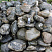 Kamenclub.ru: Валунчик Паутинник фр.100-300 мм  купить в Санкт-Петербурге крупный природный камень галечник темно-серый с прожилками белый черный речной валунчик 5000 руб/т   фото КАМЕНЬ КЛУБ