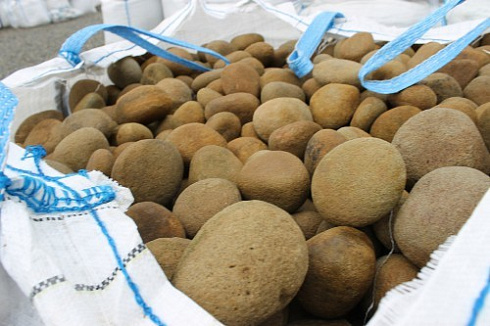 Kamenclub.ru: Песчаник ядра, фр. 100-300 мм  купить в Санкт-Петербурге песчаник бежевый серый рыжий речная галька 5 000 руб/т   фото КАМЕНЬ КЛУБ