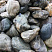Kamenclub.ru: Речной валун Кабанчик фр.300-500 мм.  купить в Санкт-Петербурге крупный природный камень галька серый, темно-серый речной валун галечник масштабный 7000 руб/т   фото КАМЕНЬ КЛУБ