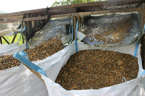 Kamenclub.ru: Галька окат (серо-желтая) фр.10-20 мм. купить  в Санкт-Петербурге галька серо-желтая, рыжая, серый речная окатанная округлая галька 5000 руб/т   фото КАМЕНЬ КЛУБ