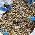 Kamenclub.ru: Галька речная окат рыжая фр. 20-40 мм. купить  в Санкт-Петербурге галька речная окатанная рыжая желтая серая округлая речная галька 5000 руб/т   фото КАМЕНЬ КЛУБ