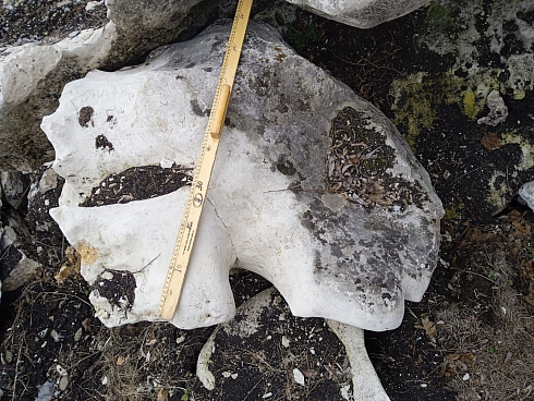 Kamenclub.ru: Выветренный известняк (степной) фр. 500-1500 мм.  купить в Санкт-Петербурге    10000 руб/т   фото КАМЕНЬ КЛУБ