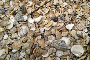 Морская ракушка фр. 5-20 мм  купить в Санкт-Петербурге фото Камень Клуб