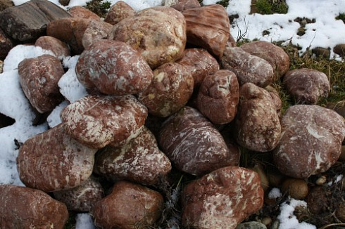 Kamenclub.ru: Розовый валунчик фр.100-300 мм.  купить в Санкт-Петербурге крупный природный камень розовый, серый молочный красный речной галечник природный 7850 руб/т   фото КАМЕНЬ КЛУБ